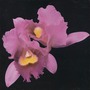 Opeth album Orchid