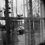 Paul McCartney album Chaos and Creation in the Backyard