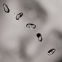 Peter Gabriel album Up