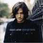 David Usher album Strange Birds