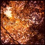 Bibio album Maybe They Appear In Graveyard