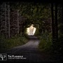 The Flashbulb album Love As A Dark Hallway