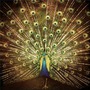 Ani DiFranco album ¿Which Side Are You On?