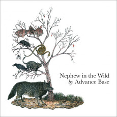 Nephew in the Wild mp3 Album by Advance Base