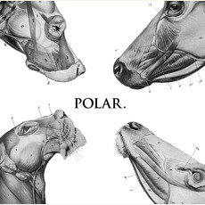 This Polar Noise mp3 Album by Polar.