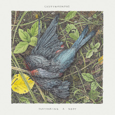 Feathering a Nest mp3 Album by Caddywhompus