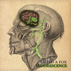 Fluorescence mp3 Album by Killed A Fox