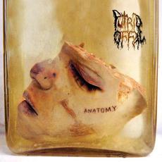 Anatomy mp3 Album by Putrid Offal