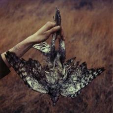 Azaleas mp3 Album by Bowerbirds