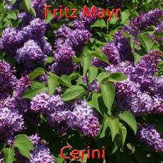 Cerini mp3 Album by Fritz Mayr