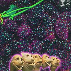 Boysenberry Sepsis mp3 Single by Grim Salvo