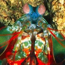 Mixtape One mp3 Album by Pinegrove