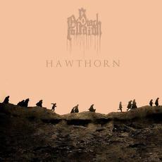 Hawthorn mp3 Album by Stac Pollaidh