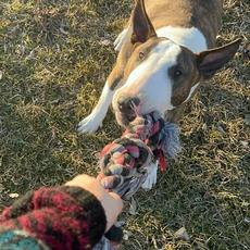 Cameron Pass mp3 Single by Richy Mitch & The Coal Miners