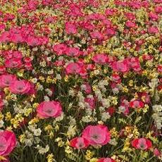 Heaven is a place, 2024 mp3 Album by THE WLDLFE