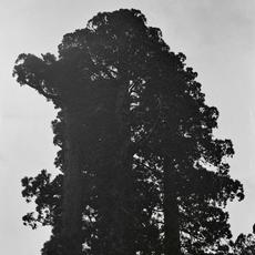 Ever-Shifting, Continual Blossoming mp3 Album by Chance Peña