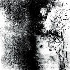 A Rapture Of Blooming Revenge mp3 Album by Desolation Colony