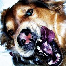 Blue Suicide mp3 Album by Coma Cinema