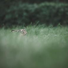 Chasing Rabbits mp3 Album by Humming Whale