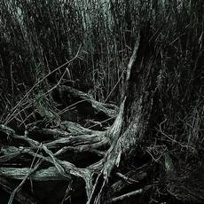 Usurped mp3 Album by Flittering