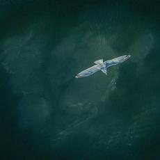 Deviant Dusk mp3 Album by Jahrund