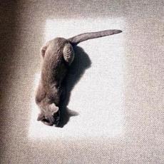 Macho Lives On mp3 Album by Livigesh