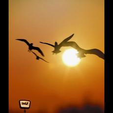 果てなき明日へと mp3 Single by 175R