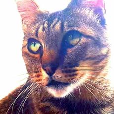 The Art State mp3 Album by Patricia Taxxon