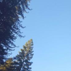 Cicada mp3 Album by Patricia Taxxon