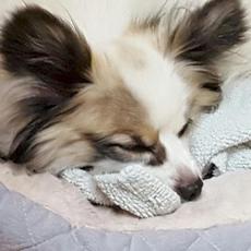 The Anthill mp3 Album by Patricia Taxxon