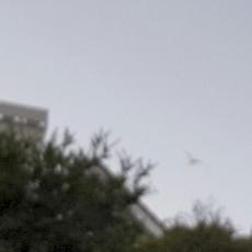 Blush mp3 Album by Patricia Taxxon