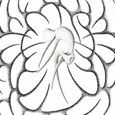 A Thousand Reflections mp3 Album by Split