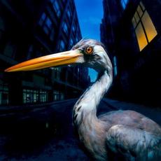Decoding Birdsong mp3 Album by Antony Szmierek