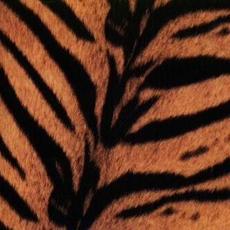 Tigermobile mp3 Album by ↑THE HIGH-LOWS↓