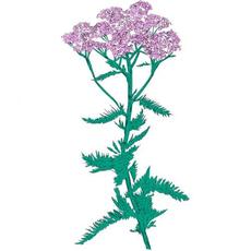 Yarrow mp3 Album by Patricia Wolf